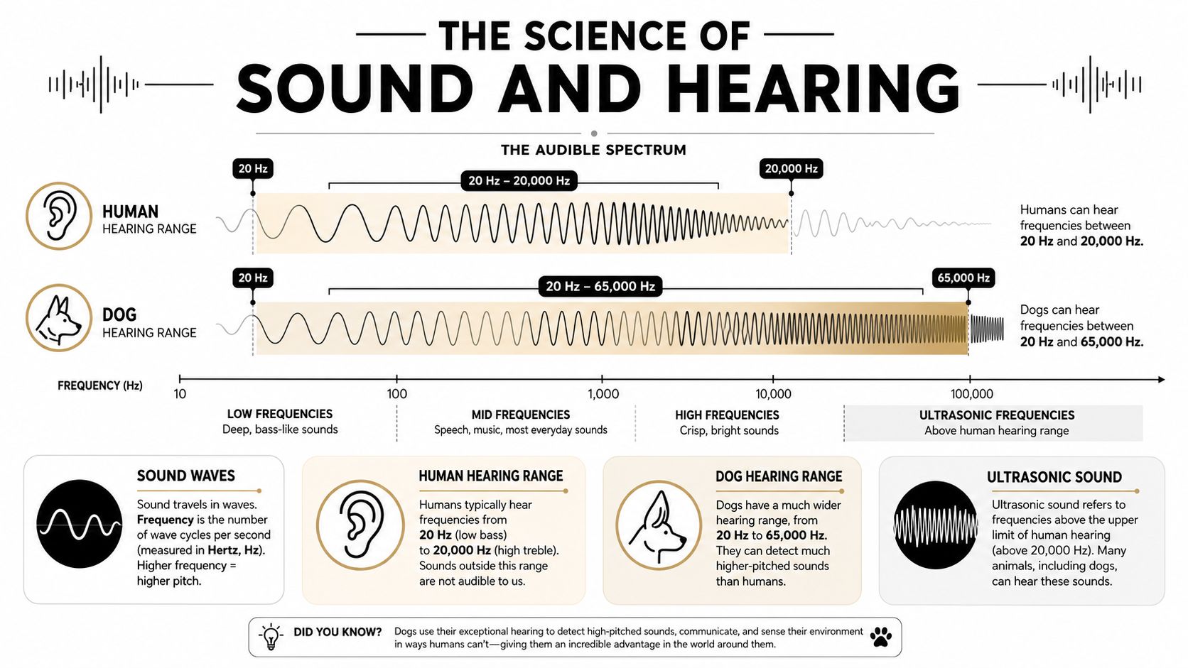 A chart comparing the hearing frequency ranges of humans and dogs in Hertz units.